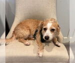 Small #2 Border Terrier-Cavalier King Charles Spaniel Mix
