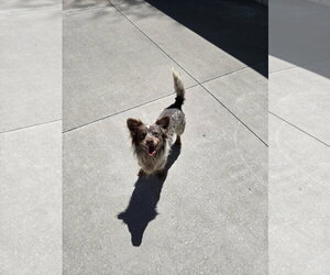 Mutt Dogs for adoption in Maquoketa, IA, USA
