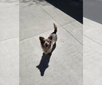 Small Mutt