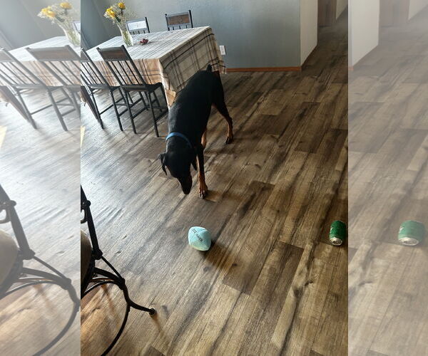 Medium Photo #5 Doberman Pinscher Puppy For Sale in Minneaoplis, MN, USA