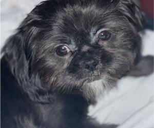 Mother of the Shih Tzu puppies born on 06/12/2025
