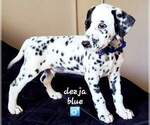 Small Photo #2 Dalmatian Puppy For Sale in CAPE MAY COURT HOUSE, NJ, USA