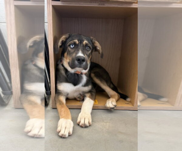 Medium Photo #2 Great Dane-Labrador Retriever Mix Puppy For Sale in Genesee, WI, USA