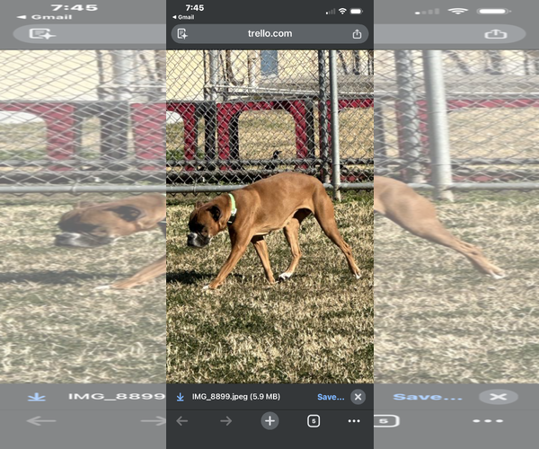 Medium Photo #3 Boxer Puppy For Sale in Dumont, NJ, USA