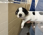 Small American Staffordshire Terrier-Staffordshire Bull Terrier Mix