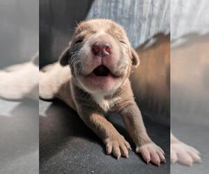American Staffordshire Terrier-Unknown Mix Dogs for adoption in San Antonio, TX, USA