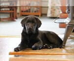 Small Photo #9 Labrador Retriever Puppy For Sale in HYDE PARK, VT, USA