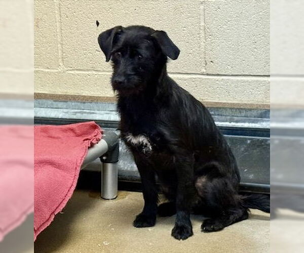 Medium Photo #1 Mutt Puppy For Sale in Martinez, CA, USA