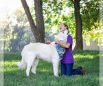 Small #8 Great Pyrenees Mix