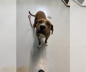 American Pit Bull Terrier Dogs for adoption in Corpus Christi, TX, USA