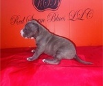 Small Photo #12 American Pit Bull Terrier Puppy For Sale in TRENTON, NJ, USA