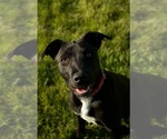 Small #3 Labrador Retriever Mix