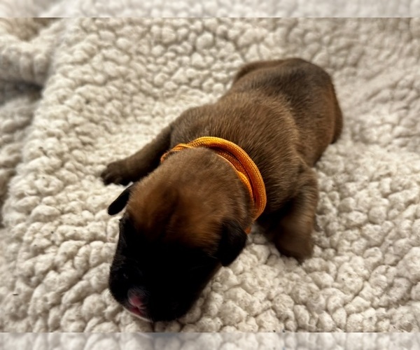 Medium Photo #1 Boxer Puppy For Sale in BRUSH CREEK, TN, USA