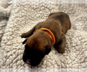 Medium Boxer