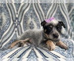 Small Photo #13 Australian Cattle Dog Puppy For Sale in LAKELAND, FL, USA
