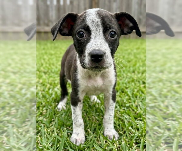 Medium Photo #3 Bulldog-Unknown Mix Puppy For Sale in Grovertown, IN, USA