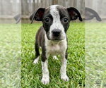 Small Photo #3 Bulldog-Unknown Mix Puppy For Sale in Grovertown, IN, USA