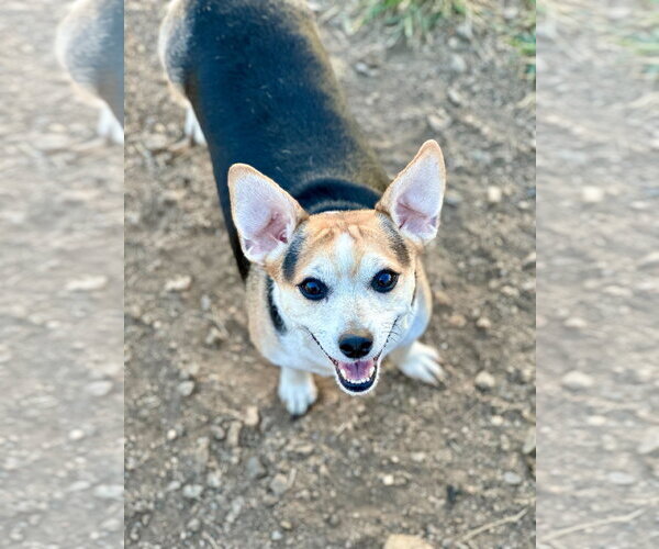 Medium Photo #3 Chihuahua Puppy For Sale in Pacolet, SC, USA