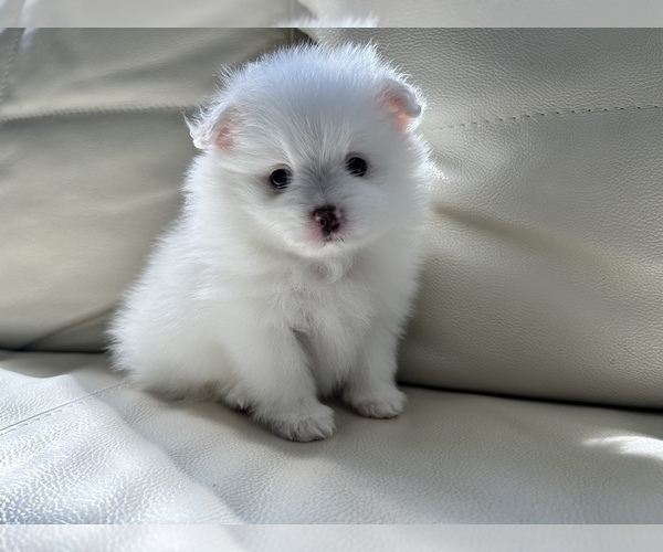 Medium Photo #24 Pomeranian Puppy For Sale in DES MOINES, WA, USA