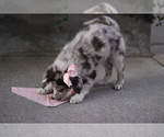 Small #1 Australian Shepherd