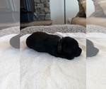 Small Photo #5 Labrador Retriever Puppy For Sale in REDDING, CA, USA