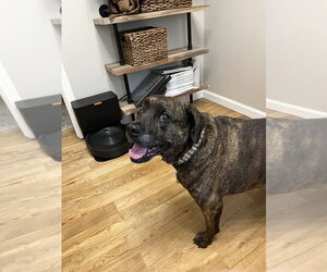 Auggie **a courtesy post** - Male Plott Hound-Unknown Mix Dog for Adoption - Photo #12