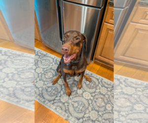 Brandy - Female Doberman Pinscher Dog for Adoption - Photo #12