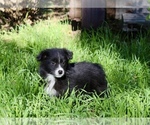 Small Photo #19 Australian Shepherd Puppy For Sale in ACTON, CA, USA