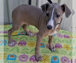 Small Italian Greyhound