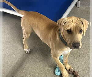 Black Mouth Cur-Unknown Mix Dogs for adoption in Sterling, MA, USA