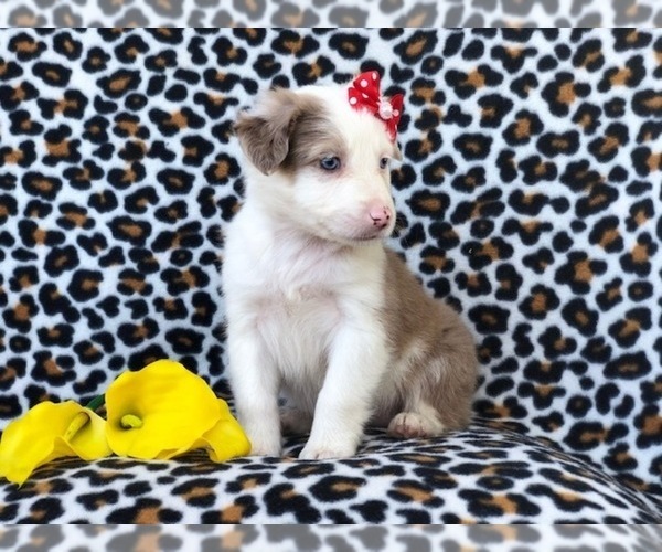 Medium Photo #4 Australian Shepherd Puppy For Sale in LAKELAND, FL, USA