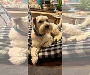 Mutt Dogs for adoption in Dallas, TX, USA