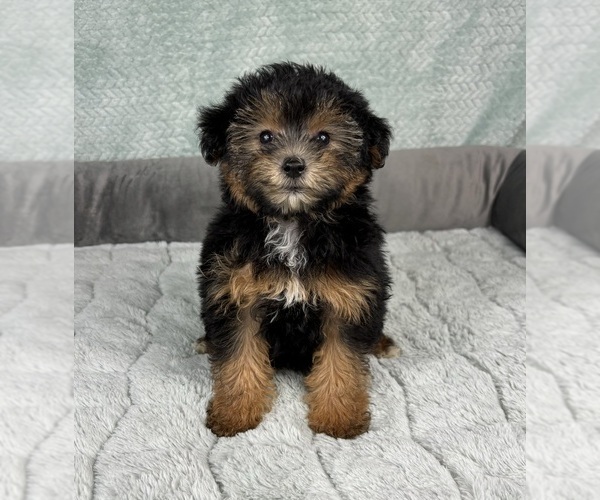 Medium Photo #2 YorkiePoo Puppy For Sale in FRANKLIN, IN, USA