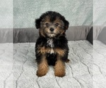 Small #1 YorkiePoo