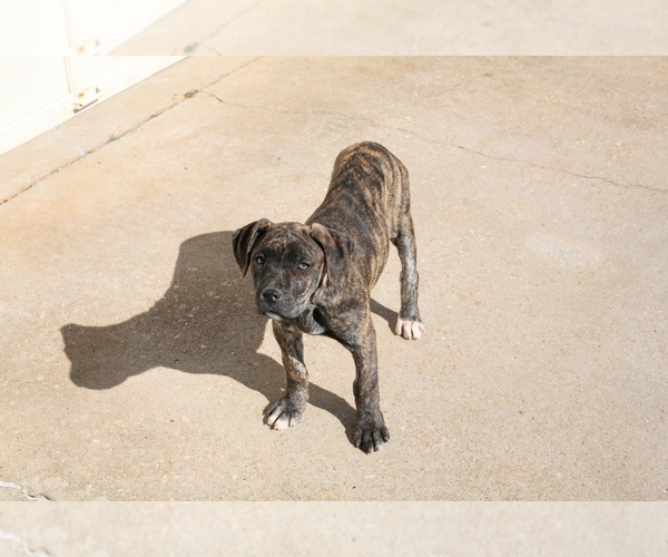 Medium Photo #1 Spanish Bulldog (Alano Español) Puppy For Sale in WOODRUFF, SC, USA