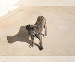 Small Photo #1 Spanish Bulldog (Alano Español) Puppy For Sale in WOODRUFF, SC, USA