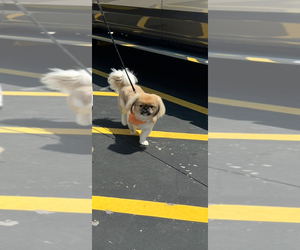 Father of the Pekingese puppies born on 02/13/2025