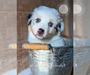 Australian Shepherd Puppy for sale in GEORGETOWN, TN, USA