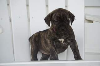 Boerboel Puppy for sale in FREDERICKSBURG, OH, USA