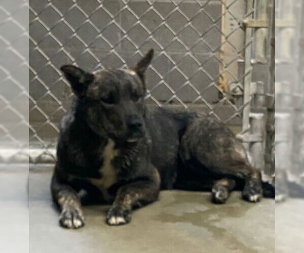 Medium Photo #2 Mutt Puppy For Sale in Amarillo, TX, USA