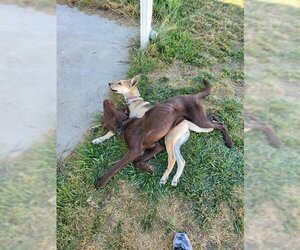 German Shepherd Dog-Siberian Husky Mix Dogs for adoption in Ogden, UT, USA