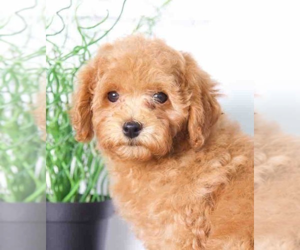 Medium Photo #1 Poodle (Miniature) Puppy For Sale in RED LION, PA, USA