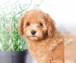 Small Photo #1 Poodle (Miniature) Puppy For Sale in RED LION, PA, USA