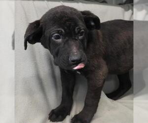 Labrador Retriever-Unknown Mix Dogs for adoption in Thief River Falls, MN, USA