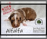 Puppy Alfalfa Australian Shepherd