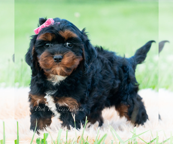 Medium Photo #4 Cavapoo (Miniature) Puppy For Sale in WARSAW, IN, USA