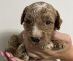 Puppy Gordon Goldendoodle (Miniature)