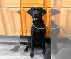 Labrador Retriever-Unknown Mix Dogs for adoption in Thief River Falls, MN, USA