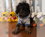 Yorkipoo puppie - Male Yorkipoo Puppy for Sale - Photo #3