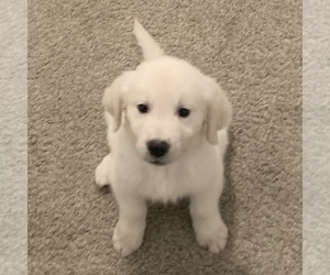 English Cream Golden Retriever Puppy for sale in SALT LAKE CITY, UT, USA